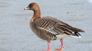 Pink-footed goose spotted in central Kentucky