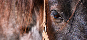 A Girl’s Guide to Dead Horses in Vermont