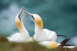 Guide to British seabirds: how to identify and where to see them