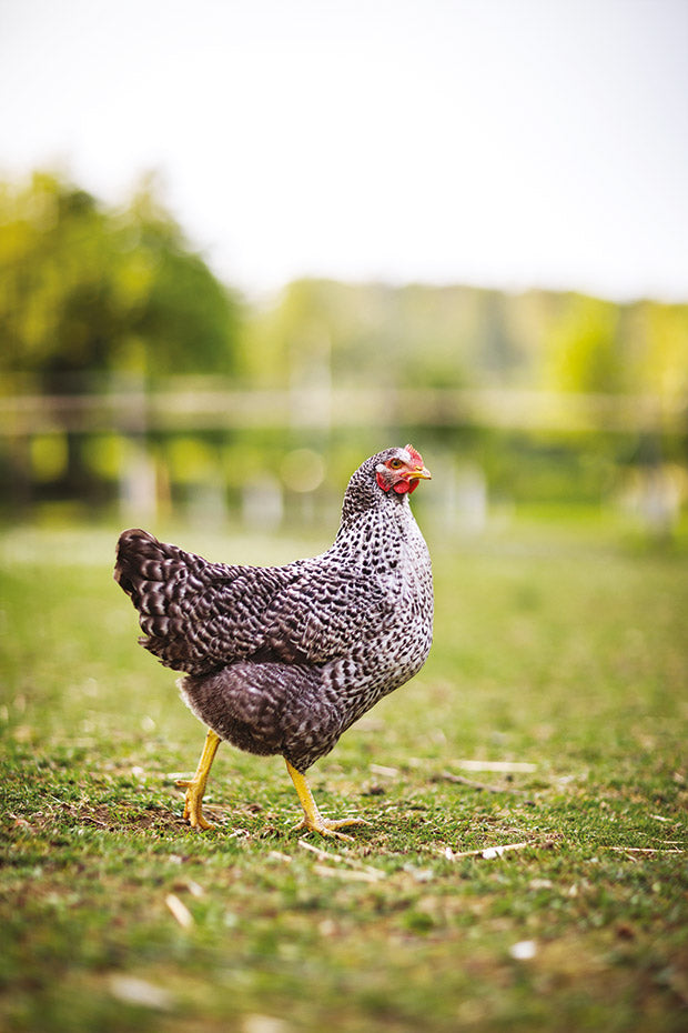 20 things to know when raising chickens for dinner