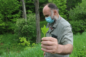 The Rush for Ramps Is Threatening Millennia-Old Foodways