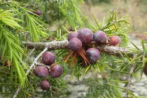 Are Juniper Berries Really Poisonous?