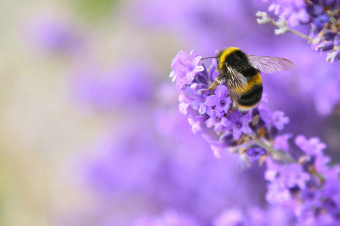 Best plants for bees and butterflies