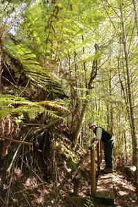 Explore the regenerative track in the Coromandel with a royal seal of approval