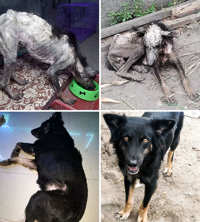 98 Incredible Before & After Rescue Dog Transformations That Show What Love Can Do (New Pics)