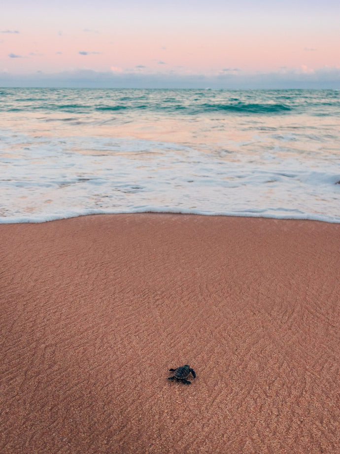 How to See Nesting Sea Turtles in Florida on a Turtle Walk