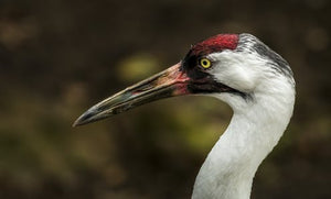 Environmental laws in Canada fall short of addressing the ongoing biodiversity crisis