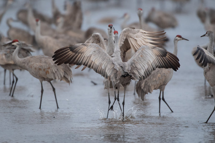 Travel: Sandhill cranes rule the roost in Nebraska each spring