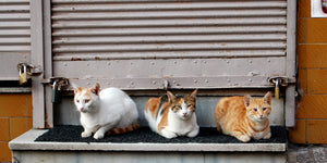 Feral, Beautiful and Free: Sarah Cypher on Turkish Cats