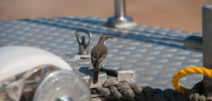 With Ships, Birds Find an Easier Way to Travel