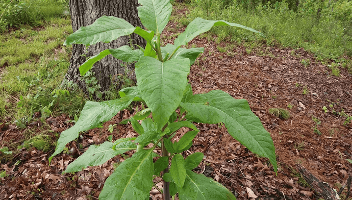 Foraging for Pokeweed