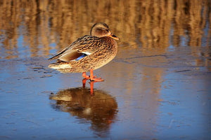 How wildlife in ponds has evolved to survive frozen water – and how you can help more animals stay alive