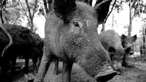 How to Poison Feral Hogs (and Only Feral Hogs)